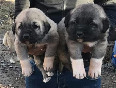 Yavru Kangal Seçimi yavru kangal seçimi