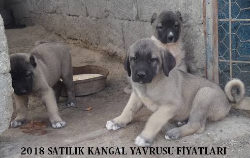 yavru kangal satılık 2020 