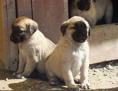 KANGAL KÖPEK ÇİFTLİĞİ