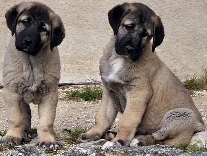 panter kangal yavrusu satılık