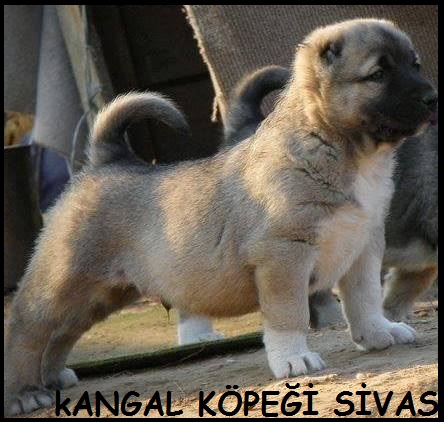 Sivas kangal yavrusu fiyatları