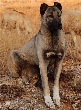 satılık ucuz kangal