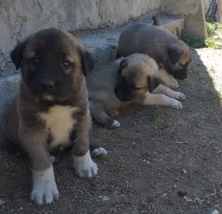 kangal kaç para