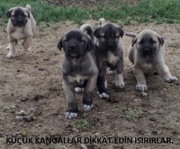 KÜÇÜK KANGAL