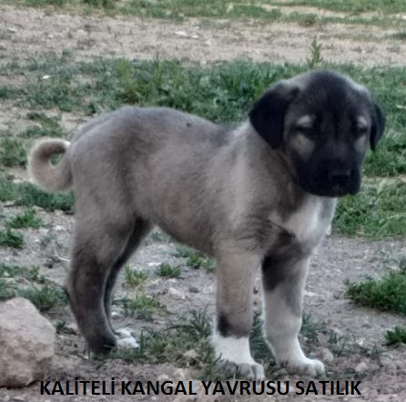 en güzel yavru kangal köpek satılık yavru köpek kangal