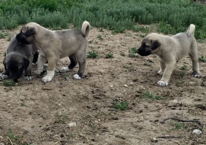 küçük kangal yavruları satılık