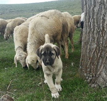 safkan kangal yavrusu satılık