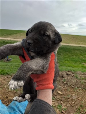 kangal karabaş yavru köpek