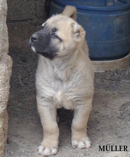Sivas kangal köpek çiftliği yavru satışı 