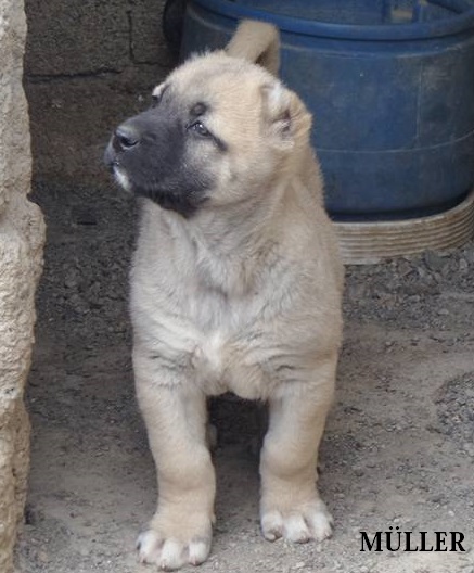 Sivas kangal köpek çiftliği yavru satışı 