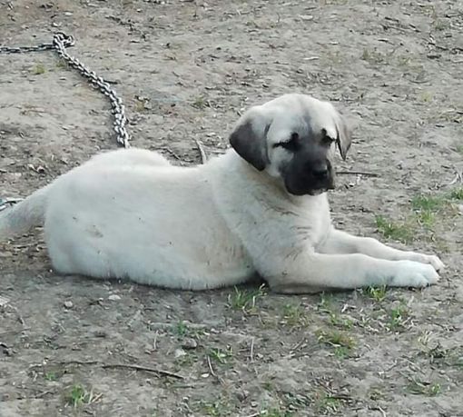 Kangal Kopegi Kopek Sesi Fingeranddynamite Blogspot Com