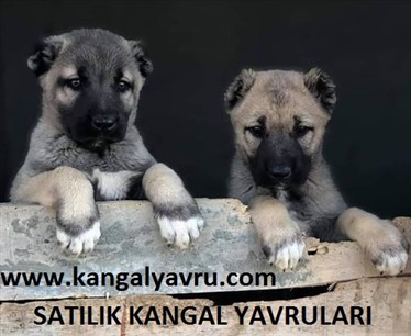 satılık erkek kangal 