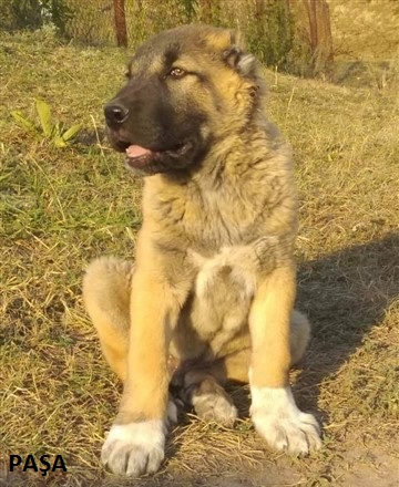 Bedava kangal yavrusu