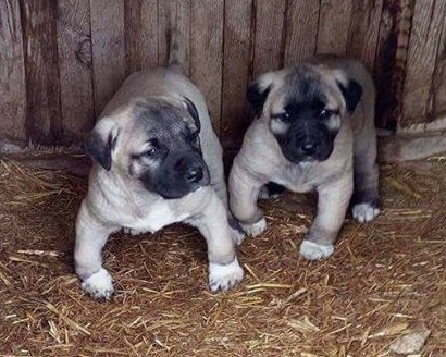 Yavru kangal al 2020 kangal köpek yavruları satılık