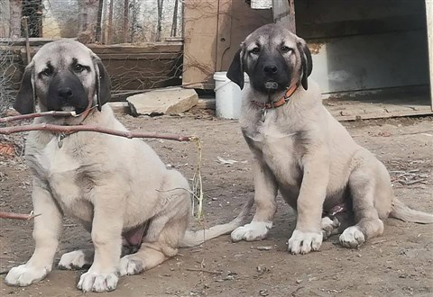 Kangal yavru al