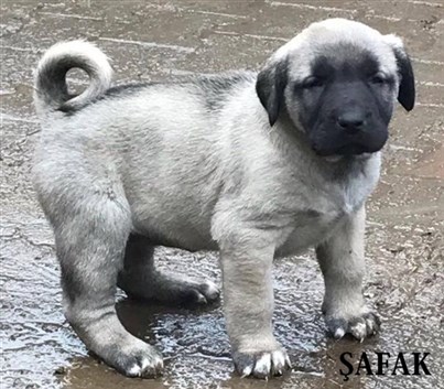 kangal yavrusu satışlarımız. Kangal çiftliği 