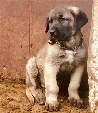 Kangal koyun köpek yavrusu fiyatları