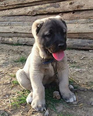 Kangal köpek yavrusu satılık sivas 