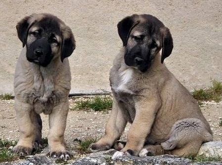 SAHİBİNDEN SATILIK KANGAL KÖPEĞİ YAVRUSU 