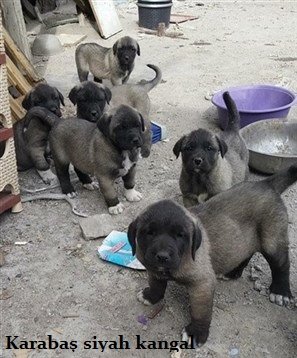 YAVRU KANGALLAR 2020 satılık yavru kangallar