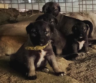 satılık yavru kangal köpek fiyatları