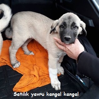 kangal yavrusu arıyorum