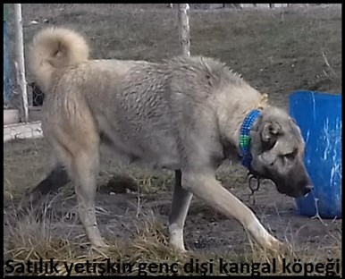 Dişi genç damızlık kangal fiyatları 2019 