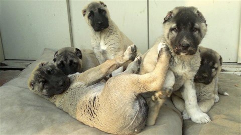 sağlıklı karneleri hazır kangal yavrusu satışı 