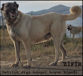  Dişi kangal koyun köpeği satılık