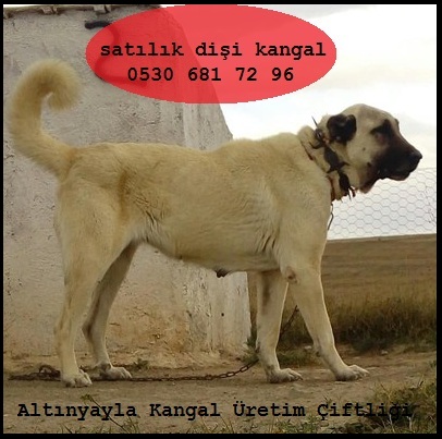 Dişi kangal köpeği fiyatları 