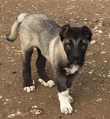 kangal köpeği 