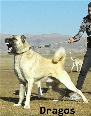 Kangal yavrusu satışı fiyatları