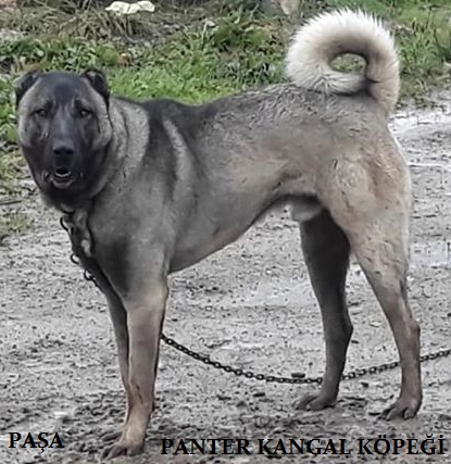 acilen satılık yetişkin kangal köpeği