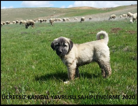 KANGAL YAVRUSU SATILIK İLANLARI 