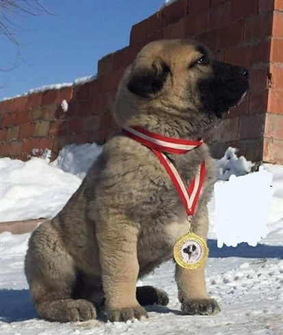 ucuz satılık yavru köpek kangal 