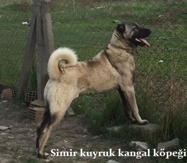 acil satılık kangal