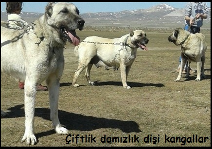 dişi kangal köpek fiyatları