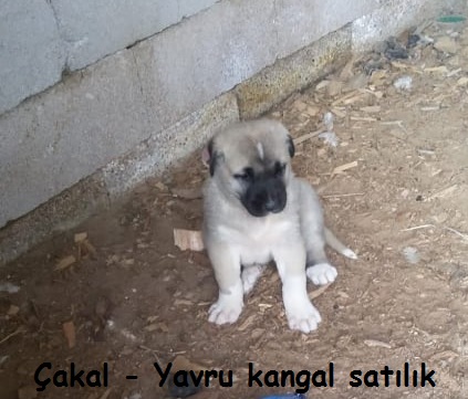 kangal yavruları satılık ilanları ücretsiz