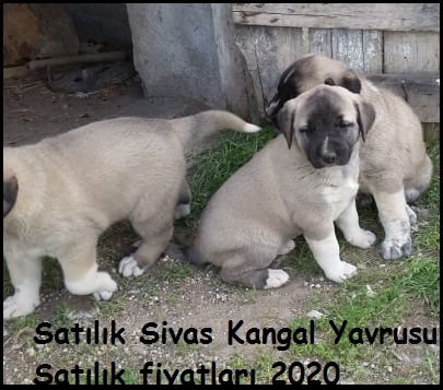 Kangal yavrusu çiftliği iletişim numarası