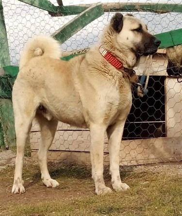 satılık sahibinden erkek kangal