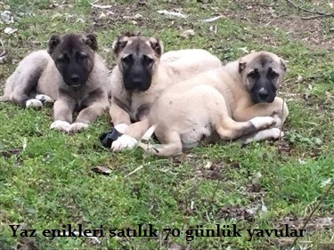 3 erkek yavru kangal satılık