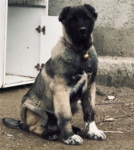 acil satılık kangal yavrusu