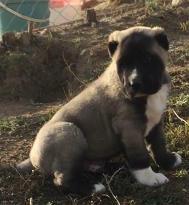 acilen satılık kangal