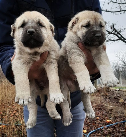 kangal çiftliği - yavru kangal