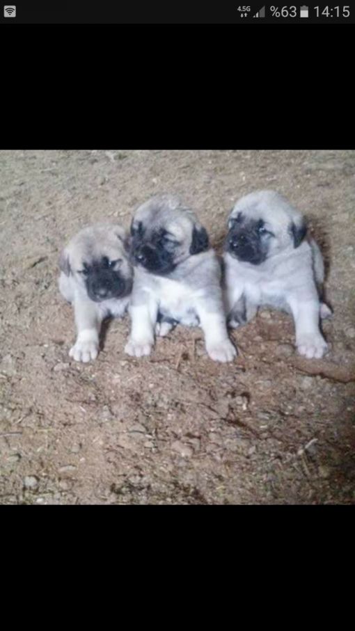 Anadolu Aslan Kangal Yavrusu anadolu aslan kangal yavrusu