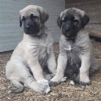 ayıboğan kangal yavrusu