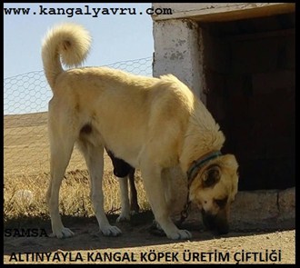 kangal köpek fiyatları 2020 