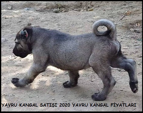 ulaş kangal çiftliği