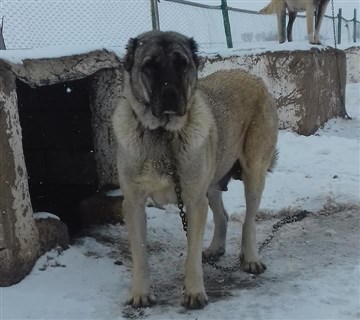 damızlık dişi kangal fiyatları