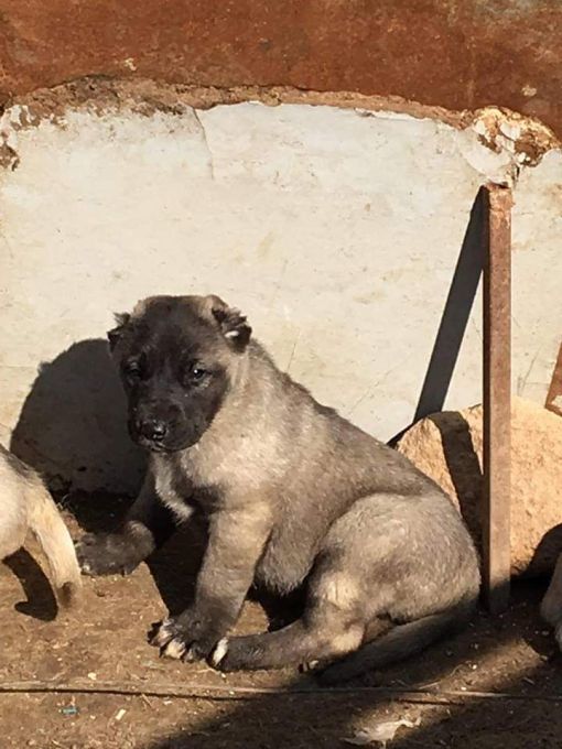 Damızlık Dişi Kangal Nasıl Seçilir damızlık dişi kangal nasıl seçilir